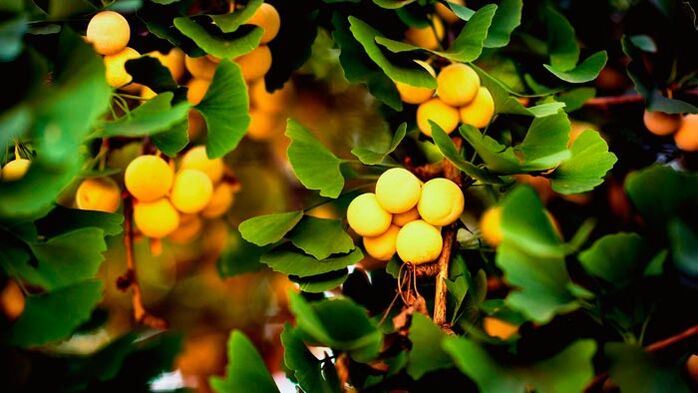 Ginkgo biloba stimulates penis growth