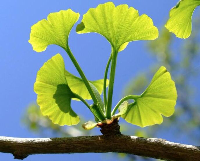 ginkgo saker to enlarge the penis